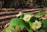 Festa di fiori sui sentieri per il Monte Ubione-19mar24